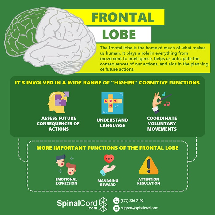 Frontal Lobe Function Location And Structure